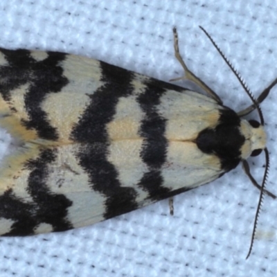 Thallarcha trissomochla (Yellow Crossed Footman) at Goorooyarroo NR (ACT) - 6 Nov 2020 by jb2602