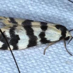 Thallarcha trissomochla at Forde, ACT - 6 Nov 2020 10:26 PM