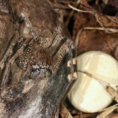 Neosparassus calligaster (Beautiful Badge Huntsman) at Goorooyarroo NR (ACT) - 7 Nov 2020 by kasiaaus