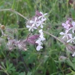 Silene gallica var. gallica (French Catchfly) at Kambah, ACT - 9 Nov 2020 by RosemaryRoth