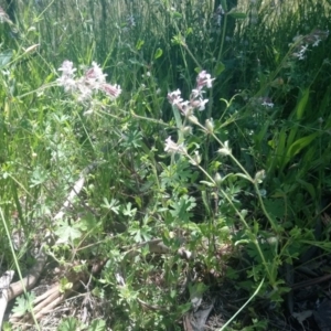 Silene gallica var. gallica at Kambah, ACT - 9 Nov 2020