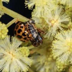 Harmonia conformis (Common Spotted Ladybird) at Goorooyarroo NR (ACT) - 7 Nov 2020 by kasiaaus