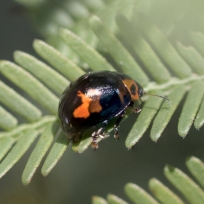Peltoschema oceanica (Oceanica leaf beetle) at Goorooyarroo NR (ACT) - 7 Nov 2020 by AlisonMilton