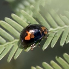 Peltoschema oceanica (Oceanica leaf beetle) at Forde, ACT - 7 Nov 2020 by AlisonMilton