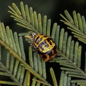 Harmonia conformis at Forde, ACT - 7 Nov 2020