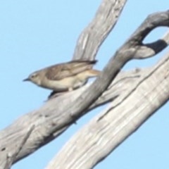 Cincloramphus mathewsi (Rufous Songlark) at Hawker, ACT - 8 Nov 2020 by AlisonMilton