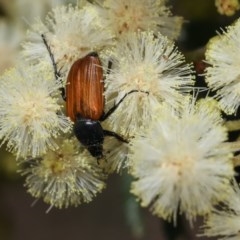 Phyllotocus rufipennis (Nectar scarab) at Goorooyarroo NR (ACT) - 7 Nov 2020 by kasiaaus