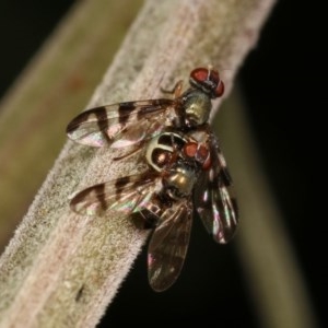 Rivellia sp. (genus) at Forde, ACT - 7 Nov 2020