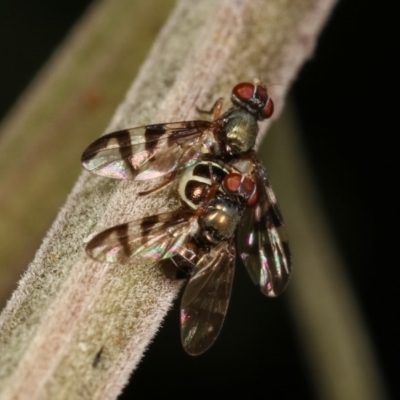 Rivellia sp. (genus) (Signal fly) at Goorooyarroo NR (ACT) - 7 Nov 2020 by kasiaaus