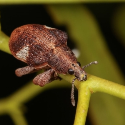 Gonipterus pulverulentus (Eucalyptus weevil) at Goorooyarroo NR (ACT) - 7 Nov 2020 by kasiaaus