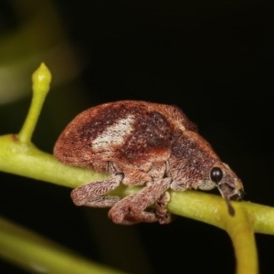 Gonipterus pulverulentus at Forde, ACT - 7 Nov 2020