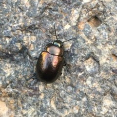 Chrysolina quadrigemina (Greater St Johns Wort beetle) at Ginninderry Conservation Corridor - 9 Nov 2020 by JaneR
