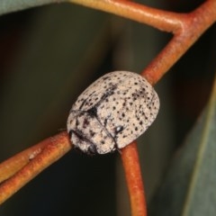 Trachymela sp. (genus) (Brown button beetle) at Goorooyarroo NR (ACT) - 7 Nov 2020 by kasiaaus