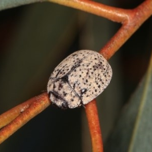 Trachymela sp. (genus) at Forde, ACT - 7 Nov 2020