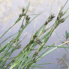 Schoenus apogon (Common Bog Sedge) at Holt, ACT - 9 Nov 2020 by JaneR