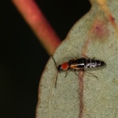 Carphurus sp. (genus) (Soft-winged flower beetle) at Goorooyarroo NR (ACT) - 7 Nov 2020 by kasiaaus