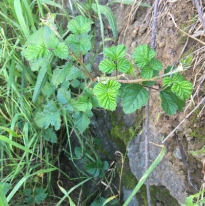 Rubus parvifolius (Native Raspberry) at Ginninderry Conservation Corridor - 9 Nov 2020 by JaneR