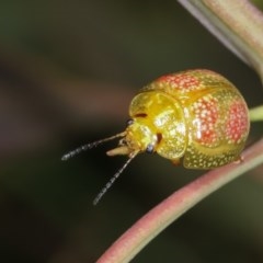 Paropsisterna fastidiosa (Eucalyptus leaf beetle) at Goorooyarroo NR (ACT) - 7 Nov 2020 by kasiaaus