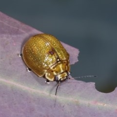 Paropsisterna cloelia (Eucalyptus variegated beetle) at Goorooyarroo NR (ACT) - 7 Nov 2020 by kasiaaus