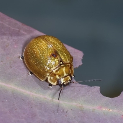 Paropsisterna cloelia (Eucalyptus variegated beetle) at Forde, ACT - 7 Nov 2020 by kasiaaus