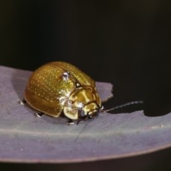 Paropsisterna cloelia at Forde, ACT - 7 Nov 2020