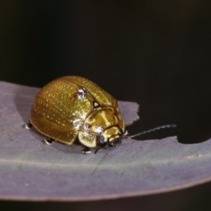 Paropsisterna cloelia at Forde, ACT - 7 Nov 2020