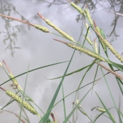 Carex gaudichaudiana (Fen Sedge) at Holt, ACT - 9 Nov 2020 by JaneR