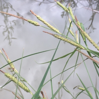 Carex gaudichaudiana (Fen Sedge) at Holt, ACT - 9 Nov 2020 by JaneR