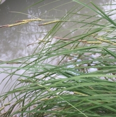 Carex gaudichaudiana at Holt, ACT - 9 Nov 2020