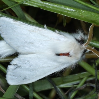 Trichiocercus sparshalli (Sparshall's Moth) at Goorooyarroo NR (ACT) - 6 Nov 2020 by jb2602
