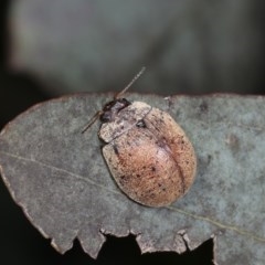 Trachymela sp. (genus) (Brown button beetle) at Goorooyarroo NR (ACT) - 7 Nov 2020 by kasiaaus