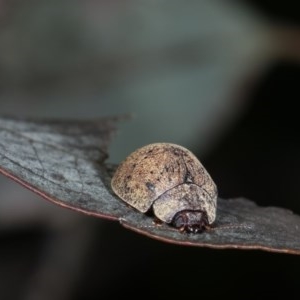 Trachymela sp. (genus) at Forde, ACT - 7 Nov 2020