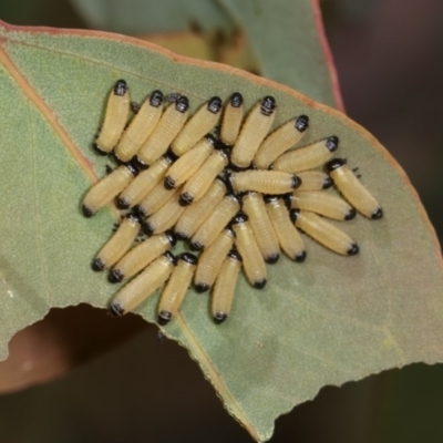 Paropsis atomaria (Eucalyptus leaf beetle) at Goorooyarroo NR (ACT) - 7 Nov 2020 by kasiaaus