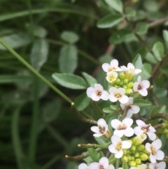 Rorippa nasturtium-aquaticum (Watercress) at Ginninderry Conservation Corridor - 8 Nov 2020 by JaneR