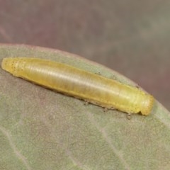 Paropsisterna sp. ("Ch11" of DeLittle 1979) (A leaf beetle) at Goorooyarroo NR (ACT) - 7 Nov 2020 by kasiaaus