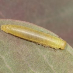 Paropsisterna sp. ("Ch11" of DeLittle 1979) (A leaf beetle) at Forde, ACT - 7 Nov 2020 by kasiaaus