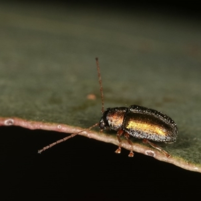 Eboo sp. (genus) (Eboo leaf beetle) at Forde, ACT - 7 Nov 2020 by kasiaaus
