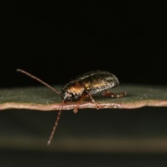 Eboo sp. (genus) at Forde, ACT - 7 Nov 2020