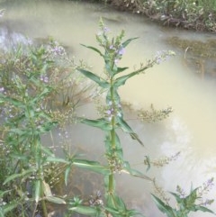 Veronica anagallis-aquatica (Blue Water Speedwell) at Ginninderry Conservation Corridor - 8 Nov 2020 by JaneR