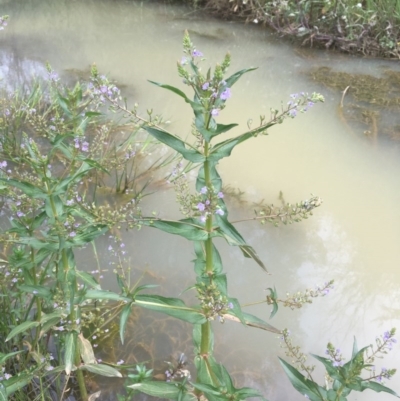 Veronica anagallis-aquatica (Blue Water Speedwell) at Holt, ACT - 9 Nov 2020 by JaneR