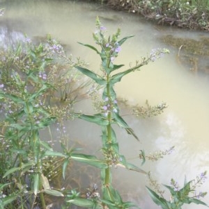 Veronica anagallis-aquatica at Holt, ACT - 9 Nov 2020