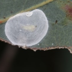 Lasiopsylla rotundipennis (Yellowbox lerp) at Goorooyarroo NR (ACT) - 7 Nov 2020 by kasiaaus