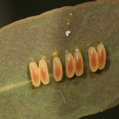 Paropsini sp. (tribe) (Unidentified paropsine leaf beetle) at Goorooyarroo NR (ACT) - 7 Nov 2020 by kasiaaus