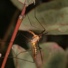Leptotarsus (Macromastix) sp. (genus & subgenus) (Unidentified Macromastix crane fly) at Goorooyarroo NR (ACT) - 7 Nov 2020 by kasiaaus