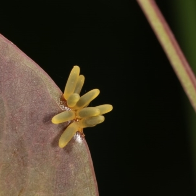 Chrysomelidae sp. (family) (Unidentified Leaf Beetle) at Goorooyarroo NR (ACT) - 7 Nov 2020 by kasiaaus