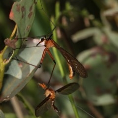 Harpobittacus australis (Hangingfly) at Forde, ACT - 7 Nov 2020 by kasiaaus