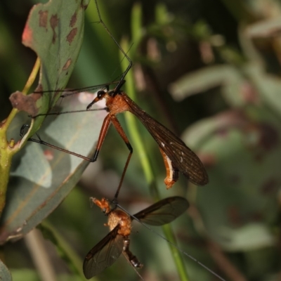 Harpobittacus australis (Hangingfly) at Goorooyarroo NR (ACT) - 7 Nov 2020 by kasiaaus
