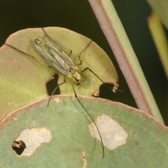 Chironomidae (family) (Non-biting Midge) at Forde, ACT - 7 Nov 2020 by kasiaaus