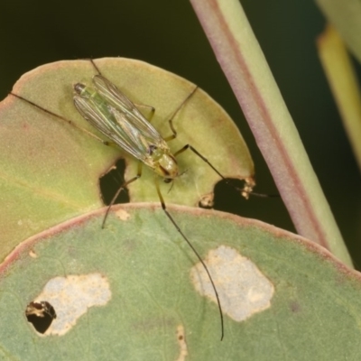 Chironomidae (family) (Non-biting Midge) at Goorooyarroo NR (ACT) - 7 Nov 2020 by kasiaaus