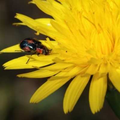 Dicranolaius villosus (Melyrid flower beetle) at Goorooyarroo NR (ACT) - 7 Nov 2020 by kasiaaus